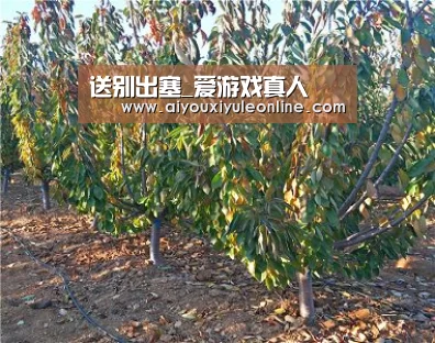 爱游戏真人